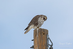 Prairie Falcon dines on small bird
