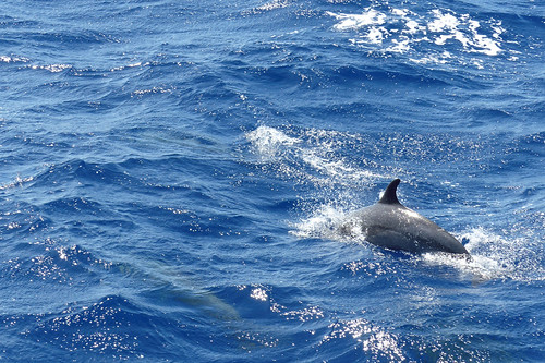 Delfine vor Lanai
