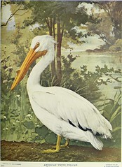 Anglų lietuvių žodynas. Žodis american egret reiškia amerikos garnys lietuviškai.
