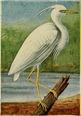 Anglų lietuvių žodynas. Žodis great white heron reiškia didysis baltasis garnys lietuviškai.