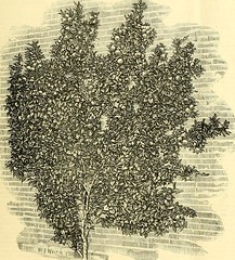 Anglų lietuvių žodynas. Žodis tree fuchsia reiškia medžio fuksija lietuviškai.