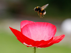 Bumble  bee - poppy (Explored)