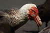Southern giant-petrel (Macronectes giganteus), Macquarie Island, Australia (by N. Murray)