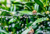 Spider, web and water drops