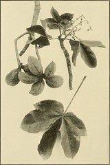 Anglų lietuvių žodynas. Žodis genus adansonia reiškia genties adansonia lietuviškai.