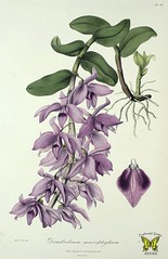 Anglų lietuvių žodynas. Žodis early purple orchid reiškia pradžioje violetinė orchidėja lietuviškai.