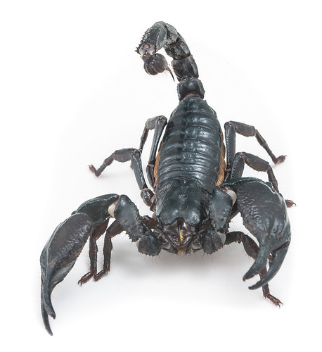 scorpion, From FlickrPhotos