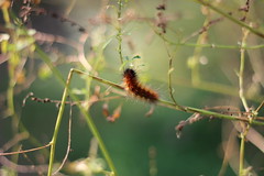 Anglų lietuvių žodynas. Žodis woolly bear moth reiškia gauruotas lokys drugelis lietuviškai.