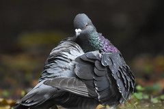 Pigeon 20161029-004.jpg