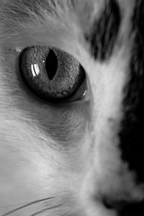 Anglų lietuvių žodynas. Žodis cat’s-eye reiškia n  Cat’s-eye kelio rodyklė su atšvaitu (rodanti važiuojamosios dalies ribas tamsoje) 2 min. rainuotasis kvarcas lietuviškai.