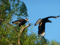 Birds at Reserva Ecologica 2