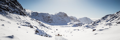 Dog sled in Greenland