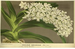 Anglų lietuvių žodynas. Žodis foxtail orchid reiškia italinės šerytės orchidėja lietuviškai.