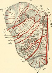 Anglų lietuvių žodynas. Žodis inferior cerebellar artery reiškia prastesnės cerebellar arterijų lietuviškai.