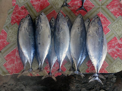 Fish, Zanzibar