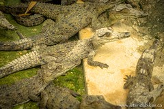Crocodiles, 1 year old, near Manzanillo, Cuba.