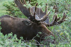 A large moose bull grazes