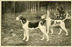 Anglų lietuvių žodynas. Žodis dog breeding reiškia šunų veisimas lietuviškai.