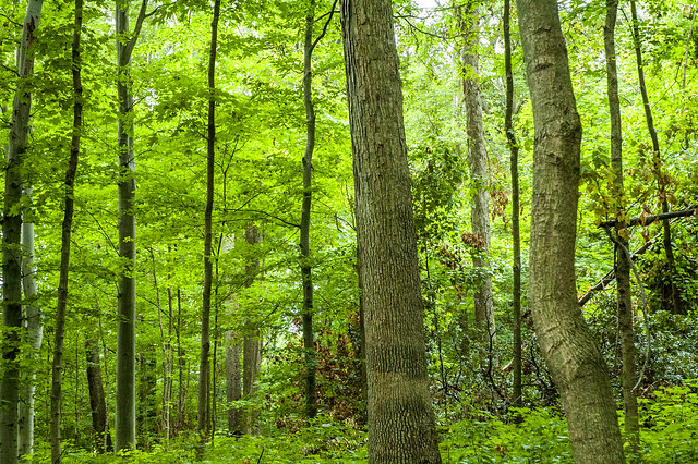 John Sunman's Woods Nature Preserve - August 16, 2014
