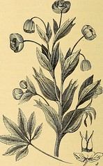 Anglų lietuvių žodynas. Žodis helleborus orientalis reiškia <li>helleborus orientalis</li> lietuviškai.