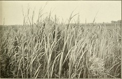 Anglų lietuvių žodynas. Žodis salt reed grass reiškia druska žolės, nendrių lietuviškai.