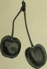 Anglų lietuvių žodynas. Žodis black mulberry reiškia juodojo šilkmedžio lietuviškai.