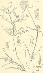 Anglų lietuvių žodynas. Žodis chenopodium ambrosioides reiškia <li>Chenopodium ambrosioides</li> lietuviškai.