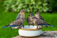 Bluebird Family Brunch