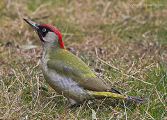 Green Woodpecker Pegwell Garden