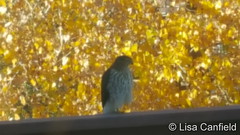 October 26, 2016 - A Cooper's Hawk visits a Broomfield deck. (Lisa Canfield)