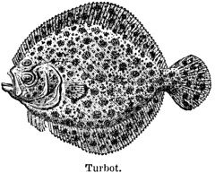 Anglų lietuvių žodynas. Žodis turbots reiškia turbotos lietuviškai.