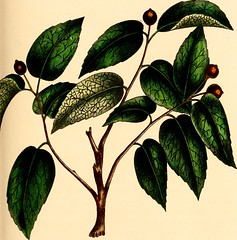 Anglų lietuvių žodynas. Žodis cordate leaf reiškia cordate lapų lietuviškai.