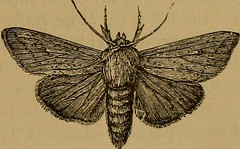 Anglų lietuvių žodynas. Žodis two-winged insects reiškia dvi-sparnuoti vabzdžiai lietuviškai.