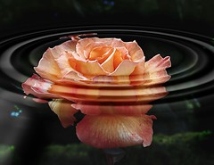 Anglų lietuvių žodynas. Žodis rose-water reiškia rožių vanduo lietuviškai.