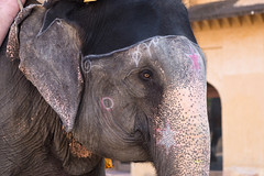 Elephant at Amer Fort