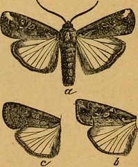 Anglų lietuvių žodynas. Žodis hymenopterous insect reiškia hymenopterous vabzdžių lietuviškai.