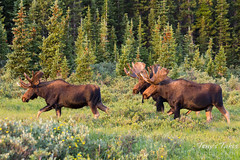 Moose bulls walk through the forest