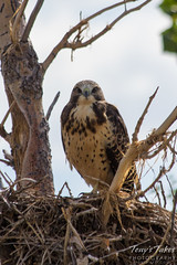 Stare down: A juvenile Swainson's Hawk stares intently