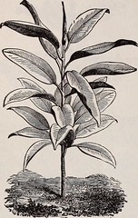 Anglų lietuvių žodynas. Žodis eucalyptus rostrata reiškia eukalipto rostrata lietuviškai.