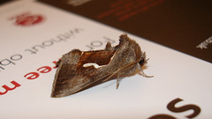 Dewick's Plusia (Macdunnoughia confusa), by Peter Alfrey