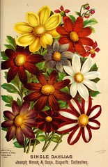 Anglų lietuvių žodynas. Žodis single-flowered reiškia vieno gėlių lietuviškai.