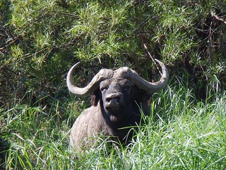 South Africa Luxury Hunting Safari - Eastern Cape 2