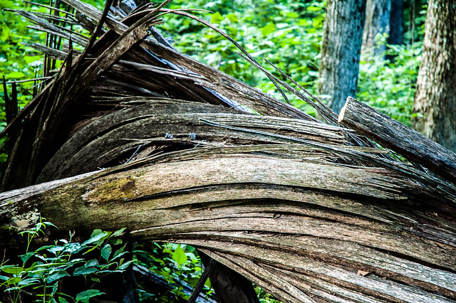 Hitz-Rhodehamel Nature Woods - July 24, 2014