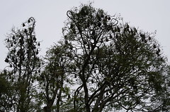 Bat tree