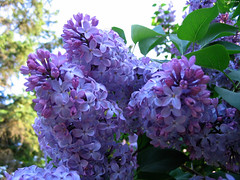 Three Lilac Stalks • <a style="font-size:0.8em;" href="http://www.flickr.com/photos/34843984@N07/15236719648/" target="_blank">View on Flickr</a>