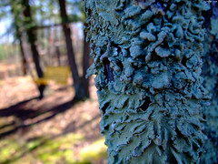 Lichen on Tree (Bench in Background) • <a style="font-size:0.8em;" href="http://www.flickr.com/photos/34843984@N07/15401801846/" target="_blank">View on Flickr</a>