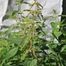 Urtica dioica • <a style="font-size:0.8em;" href="http://www.flickr.com/photos/62152544@N00/15513709765/" target="_blank">View on Flickr</a>