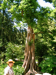 Tour guide by rare and towering tree • <a style="font-size:0.8em;" href="http://www.flickr.com/photos/34843984@N07/15521734626/" target="_blank">View on Flickr</a>