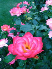 The Perfect Pink Rose (with roses behind) • <a style="font-size:0.8em;" href="http://www.flickr.com/photos/34843984@N07/15521827836/" target="_blank">View on Flickr</a>