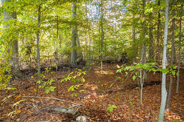 Tribbett Woods Nature Preserve - October 25, 2014